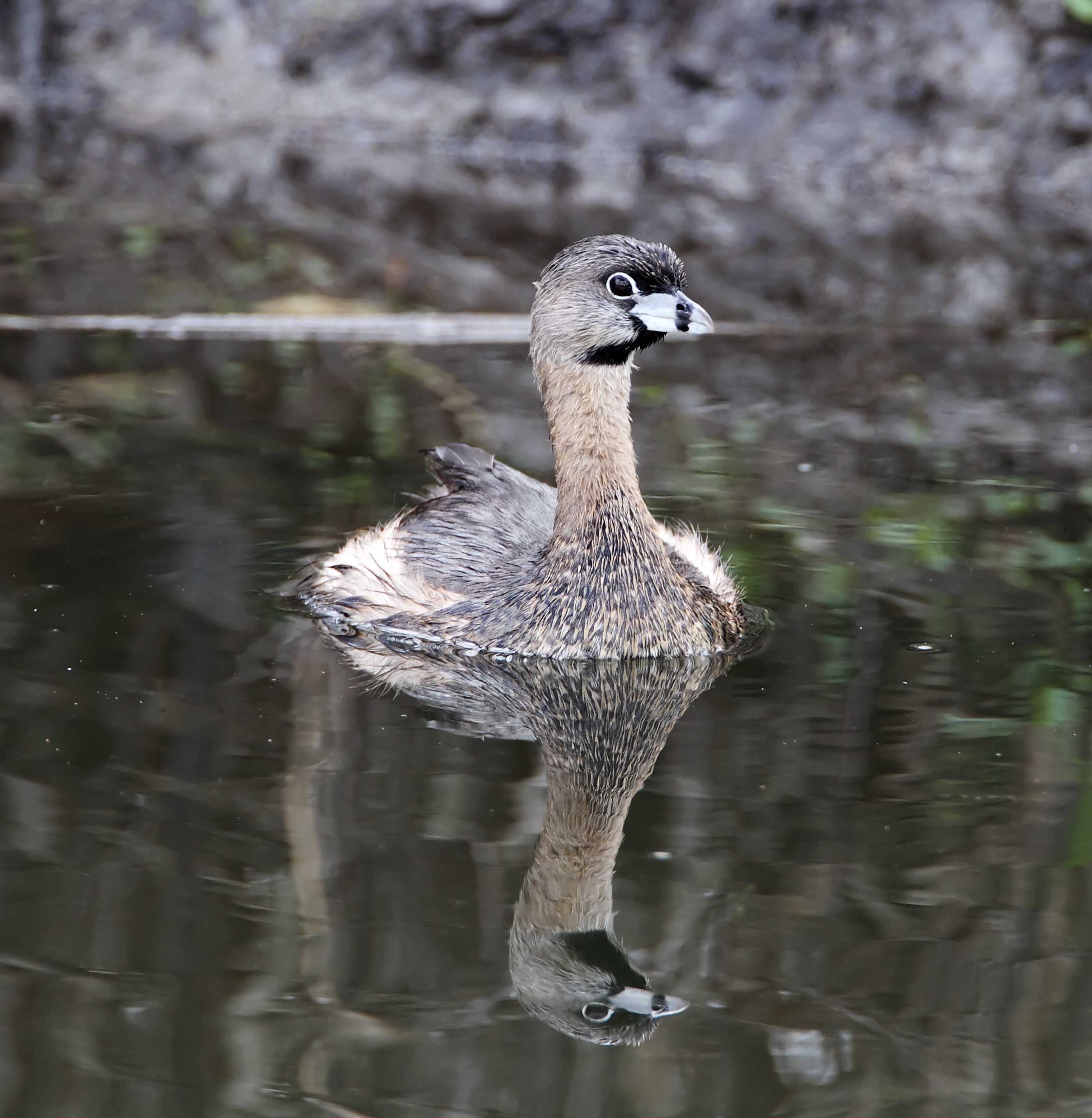 Pied-billed Grebe_5635.jpg