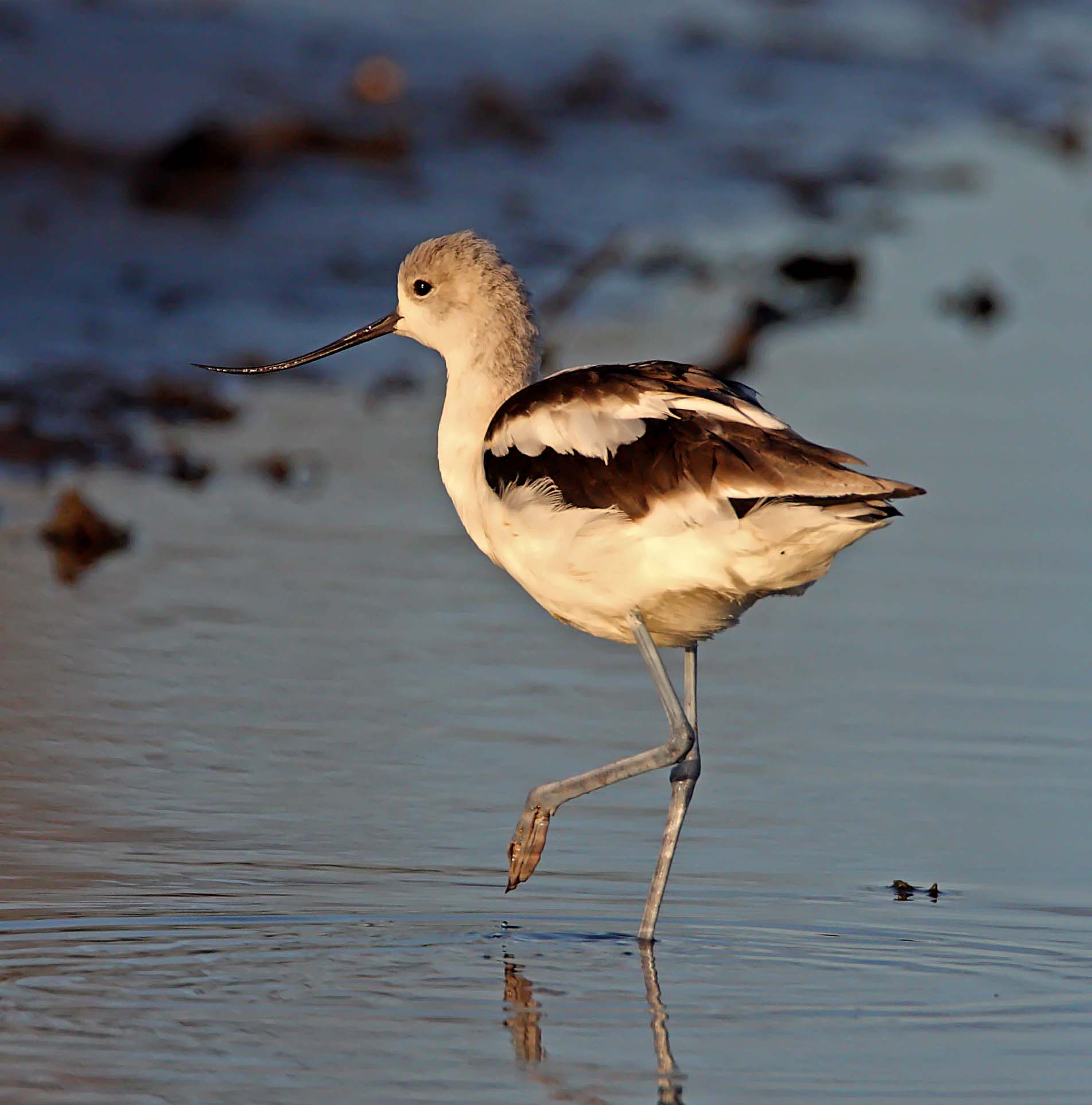 American Avocet - non-breeding female_5775.jpg