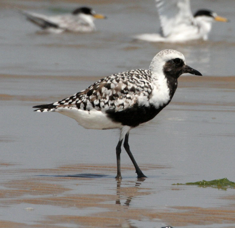 Black-bellied Plover - breeding_0326.jpg