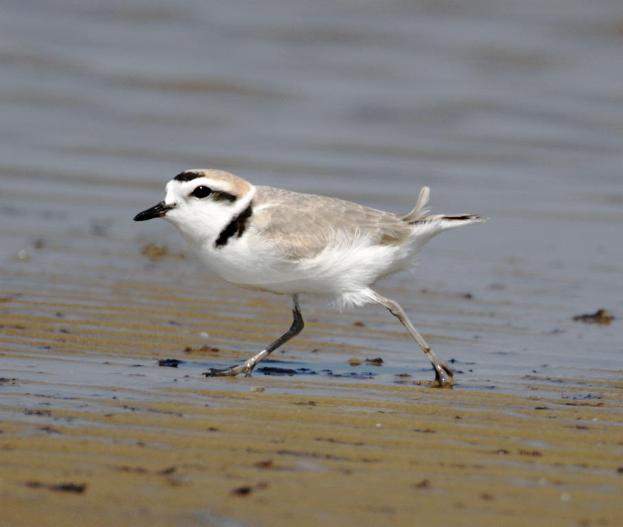 Snowy Plover - breeding_8667.jpg
