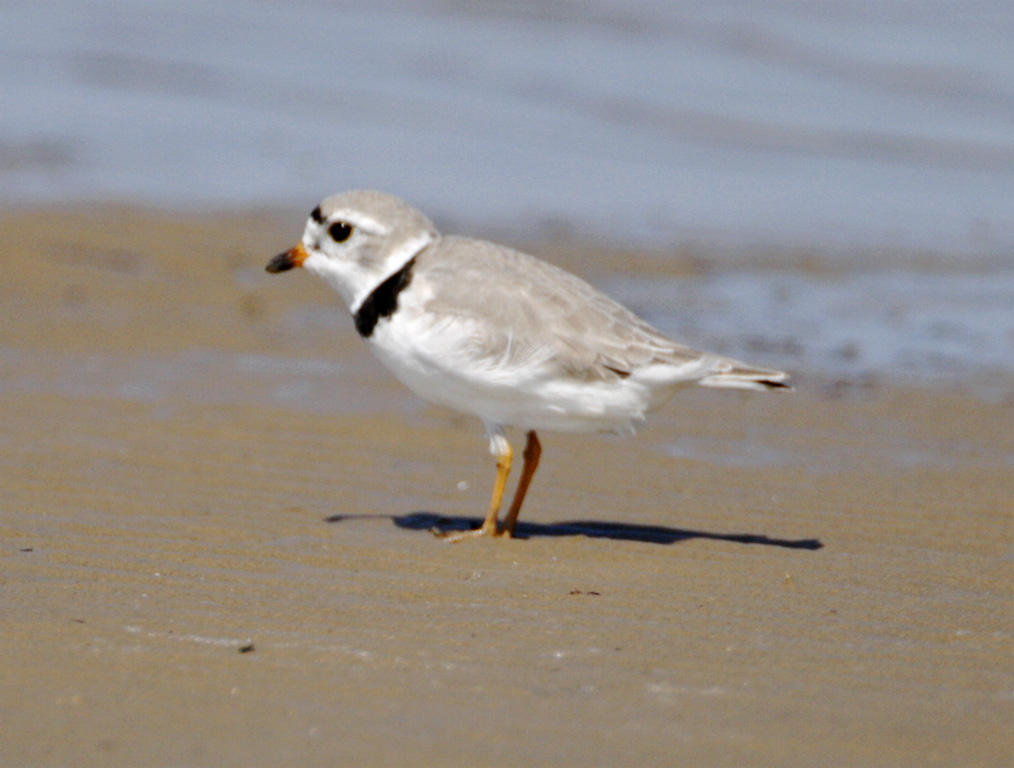 Piping Plover - breeding_8675.jpg