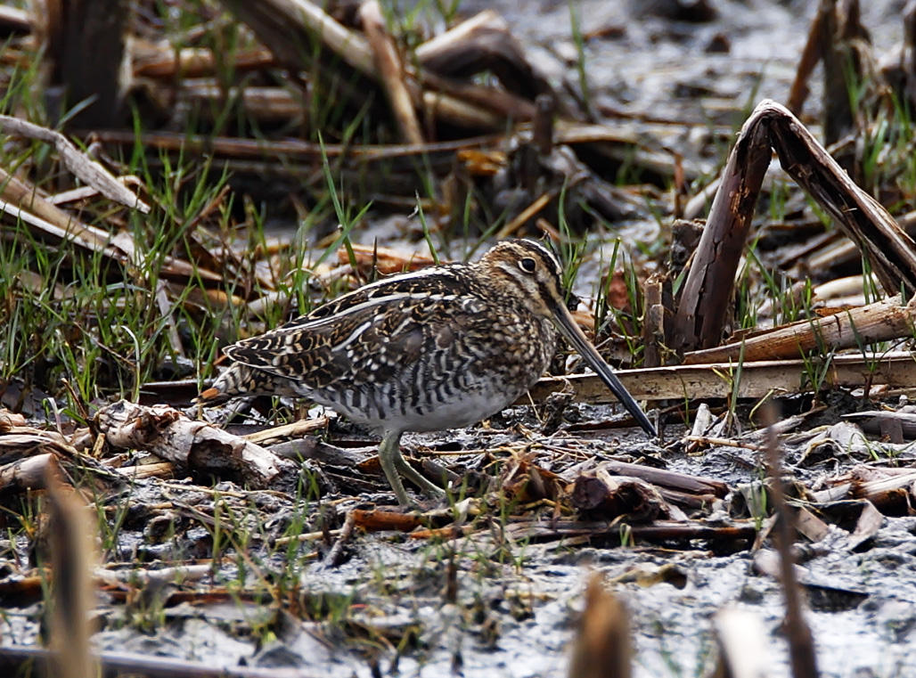 Wilsons Snipe_4393.jpg