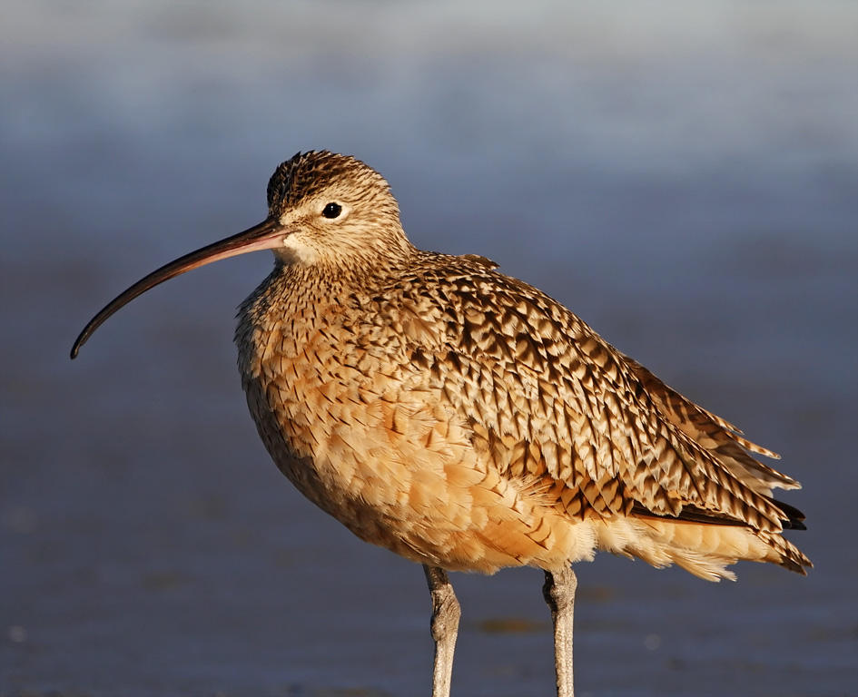 Long-billed Curlew_9802.jpg