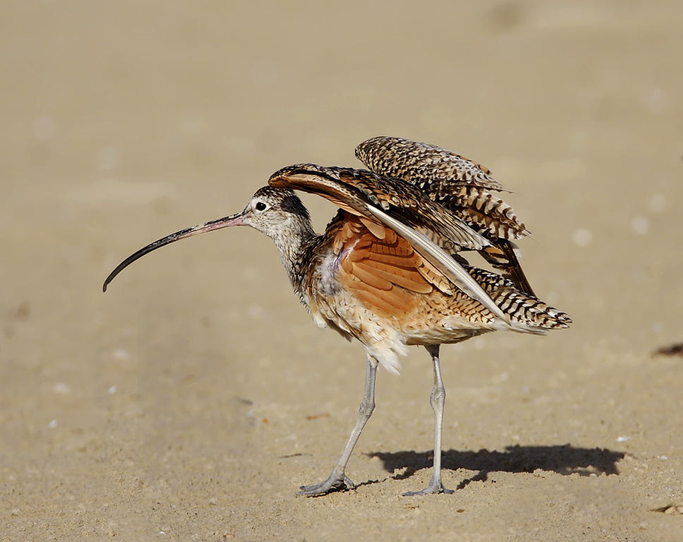 Long-billed Curlew_3195.jpg