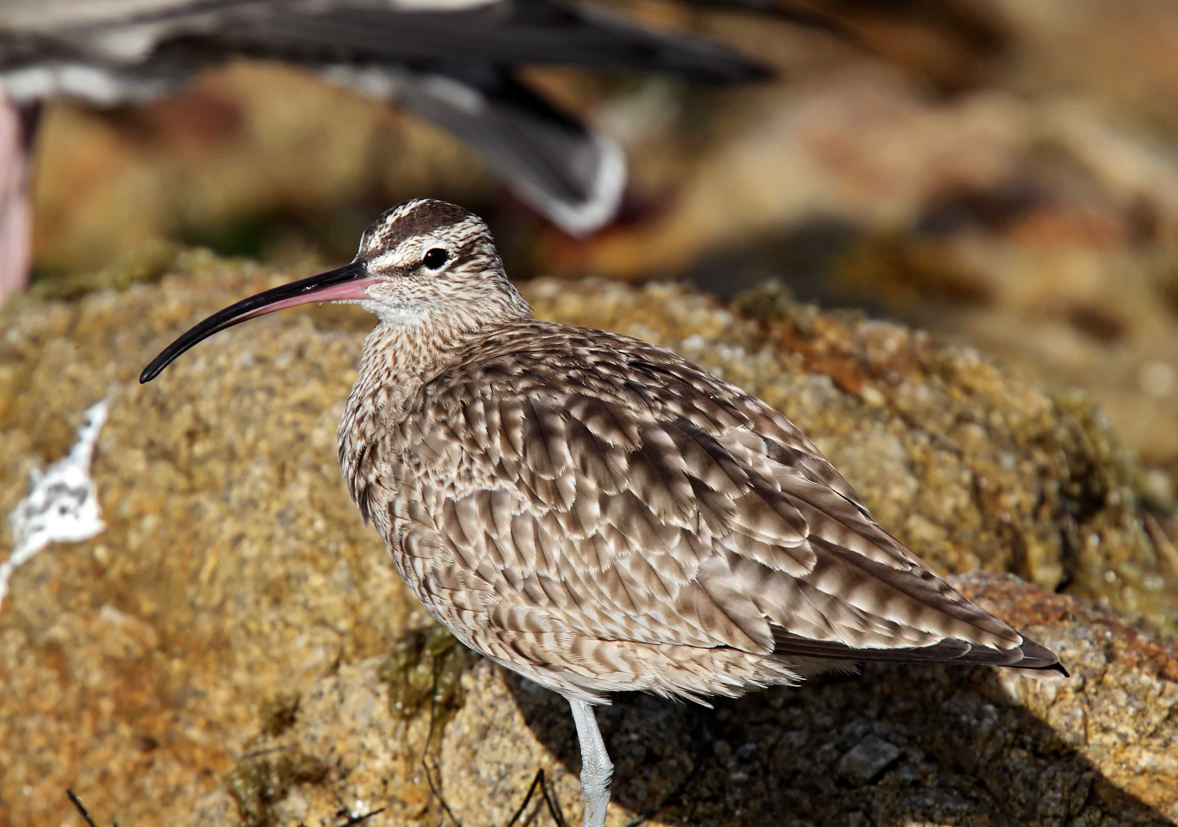 Whimbrel_9980.jpg