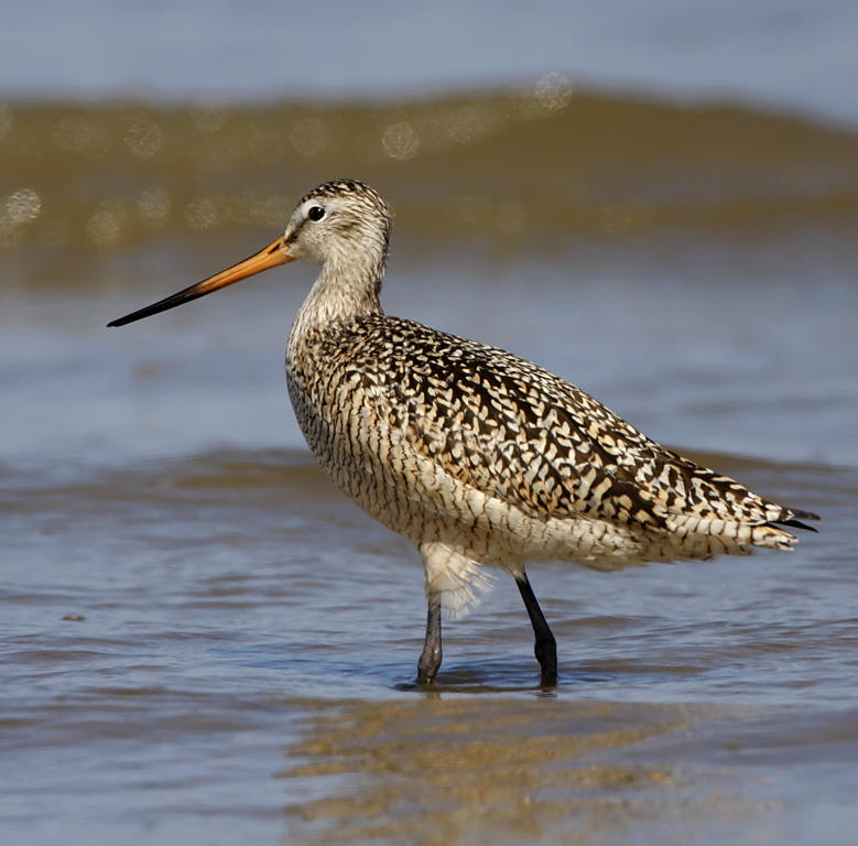 Marbled Godwit_4619.jpg