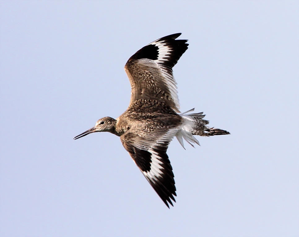 Willet - wing pattern_3368.jpg