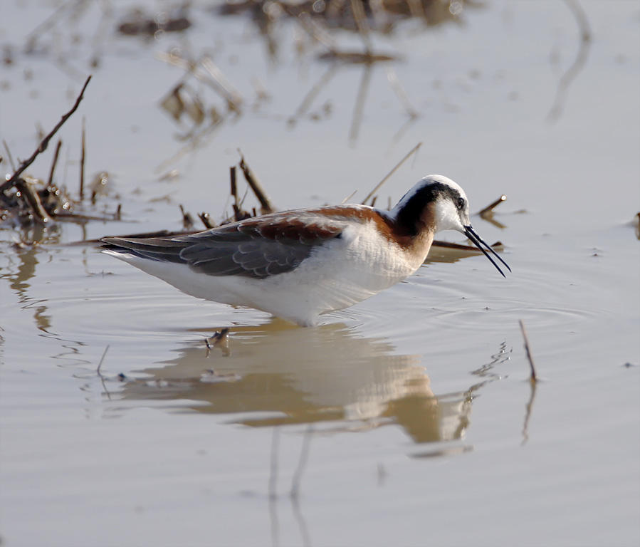 Wilsons Phalarope - female breeding_7678.jpg