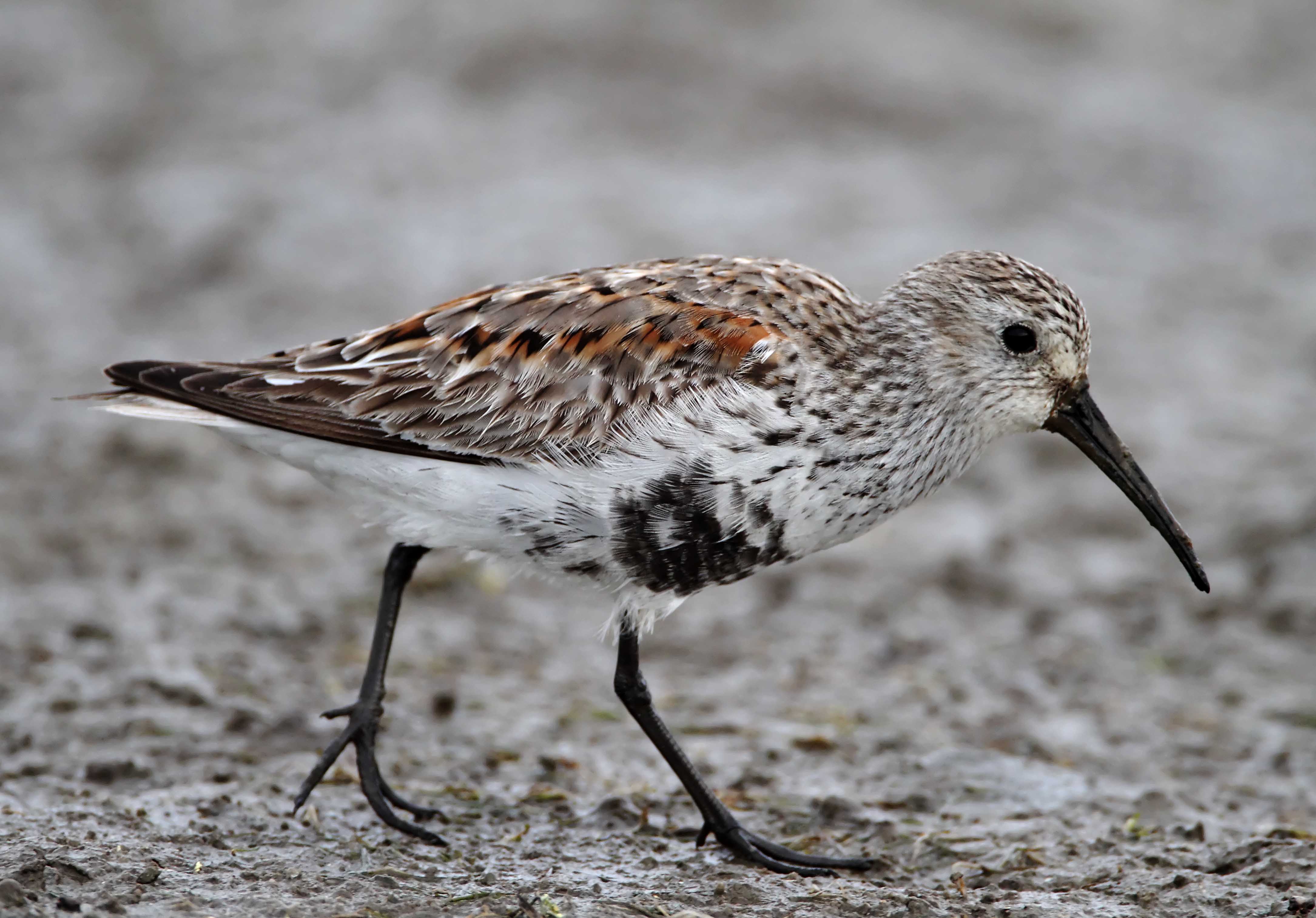 Dunlin - breeding_6245.jpg