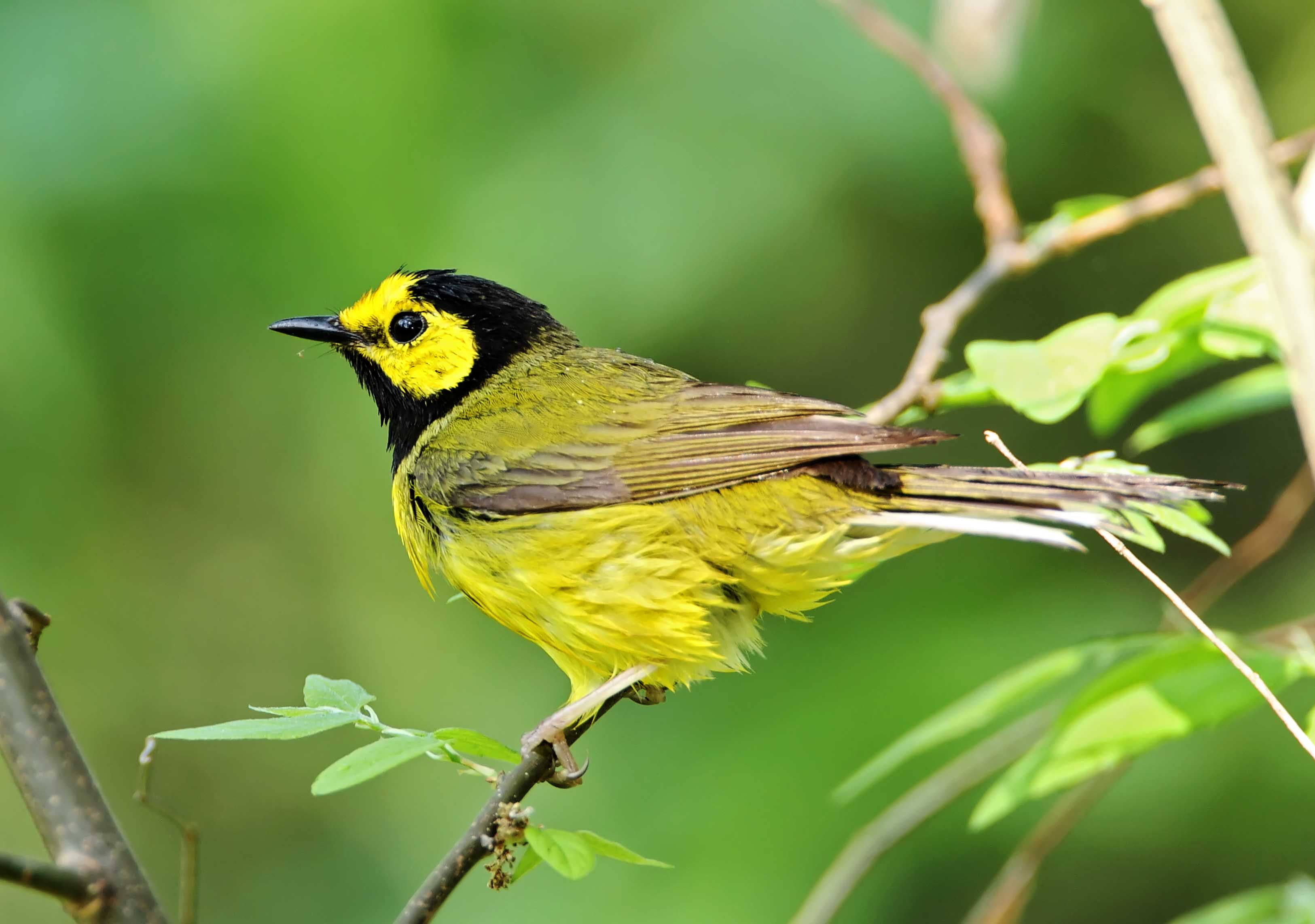 Hooded Warbler - male_6272.jpg