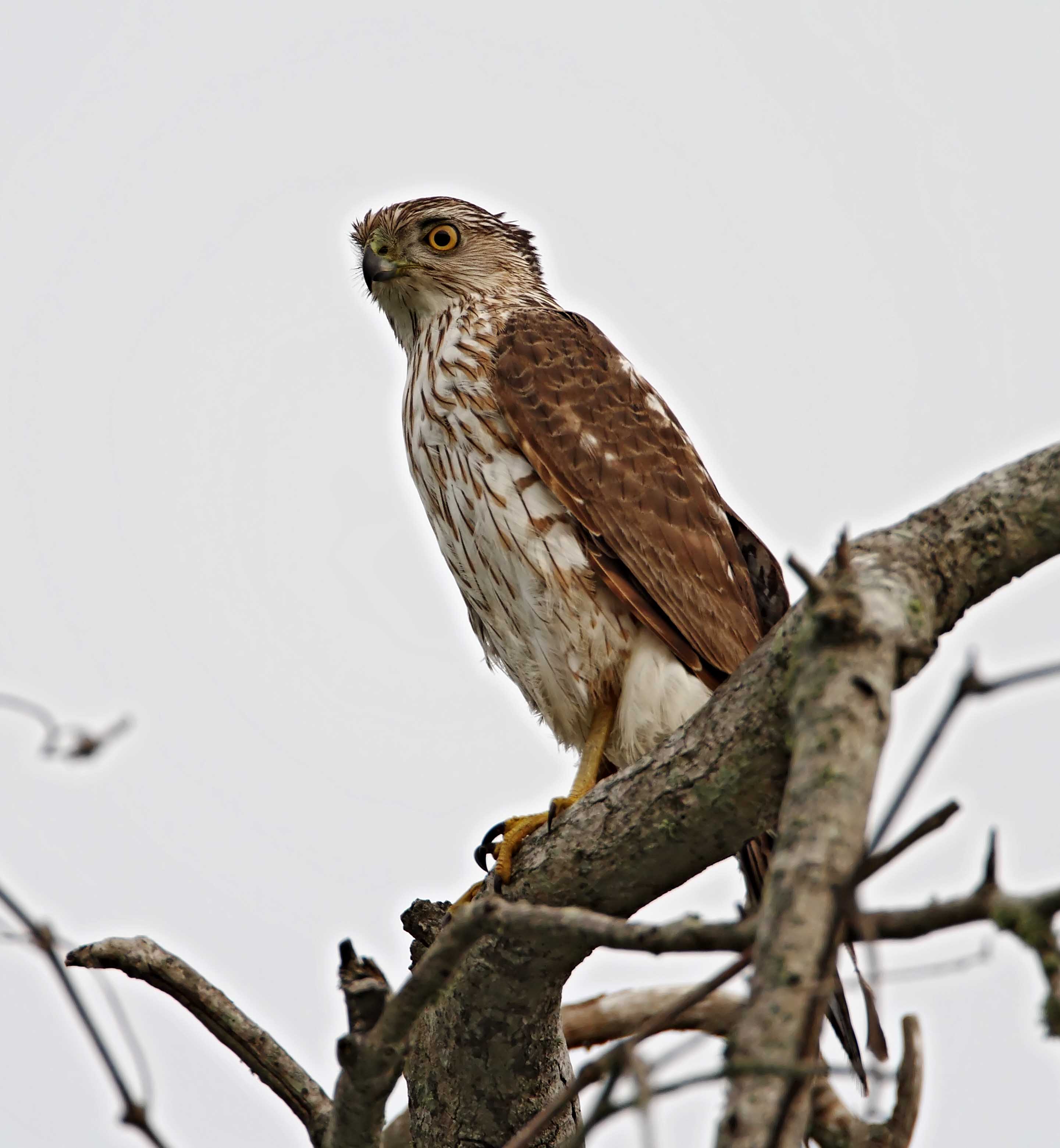 Sharp-shinned Hawk - juvenile_6373.jpg