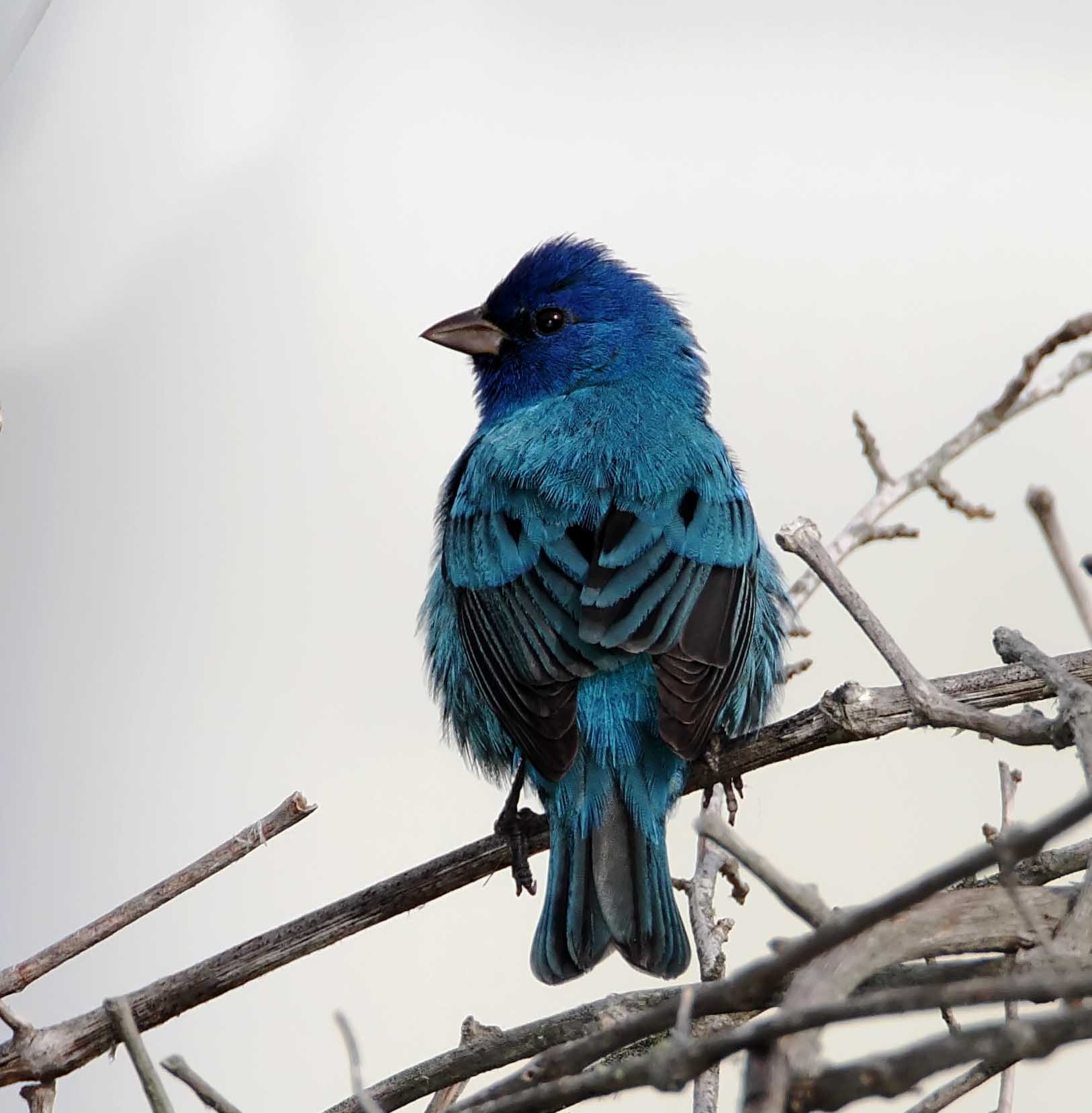 Indigo Bunting - breeding male_6402.jpg