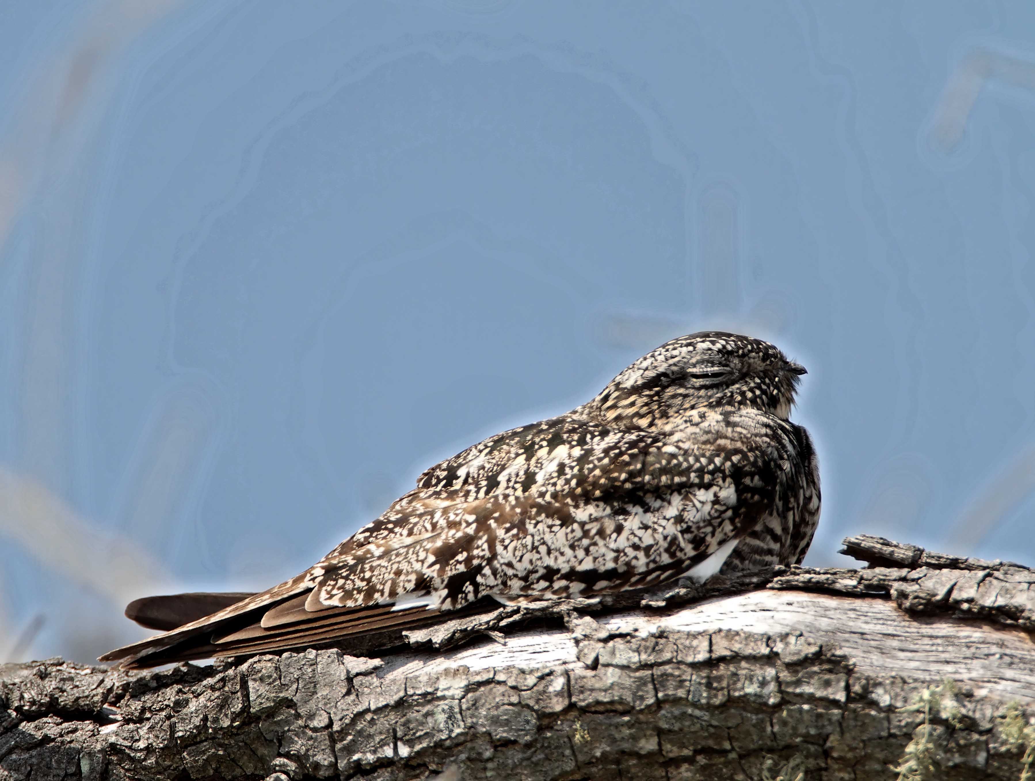 Common Nighthawk_8916.jpg