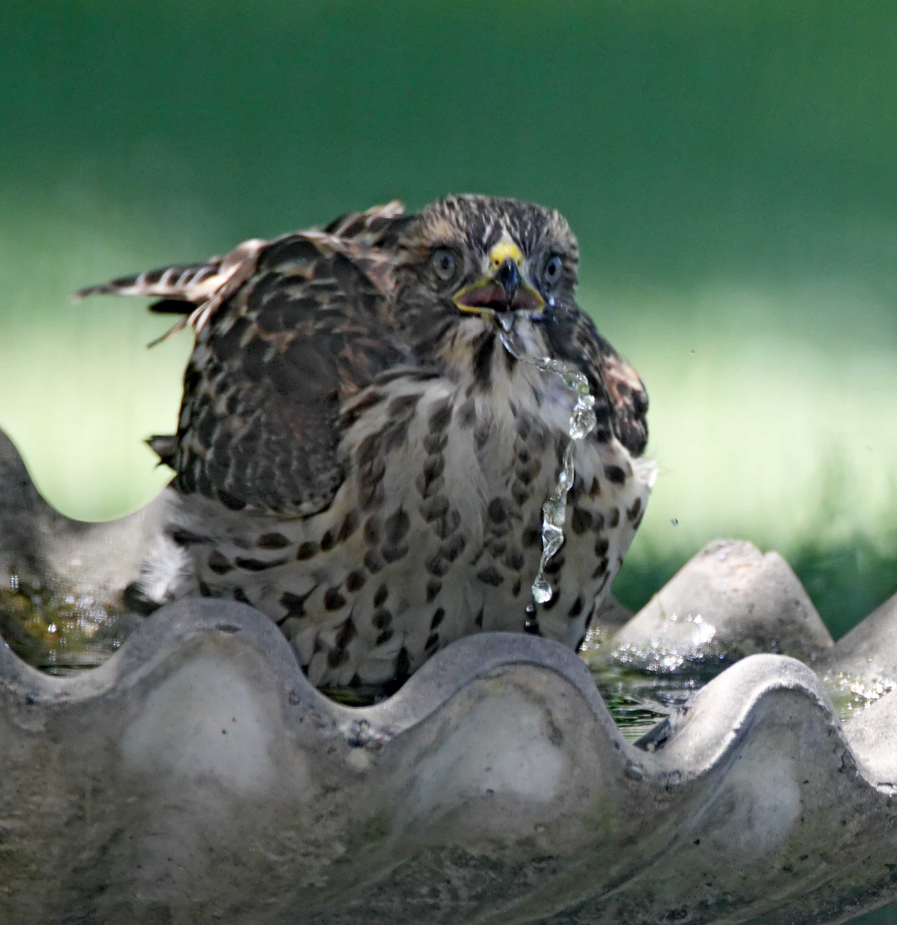 Red-shouldered Hawk - juvenile_0034.jpg