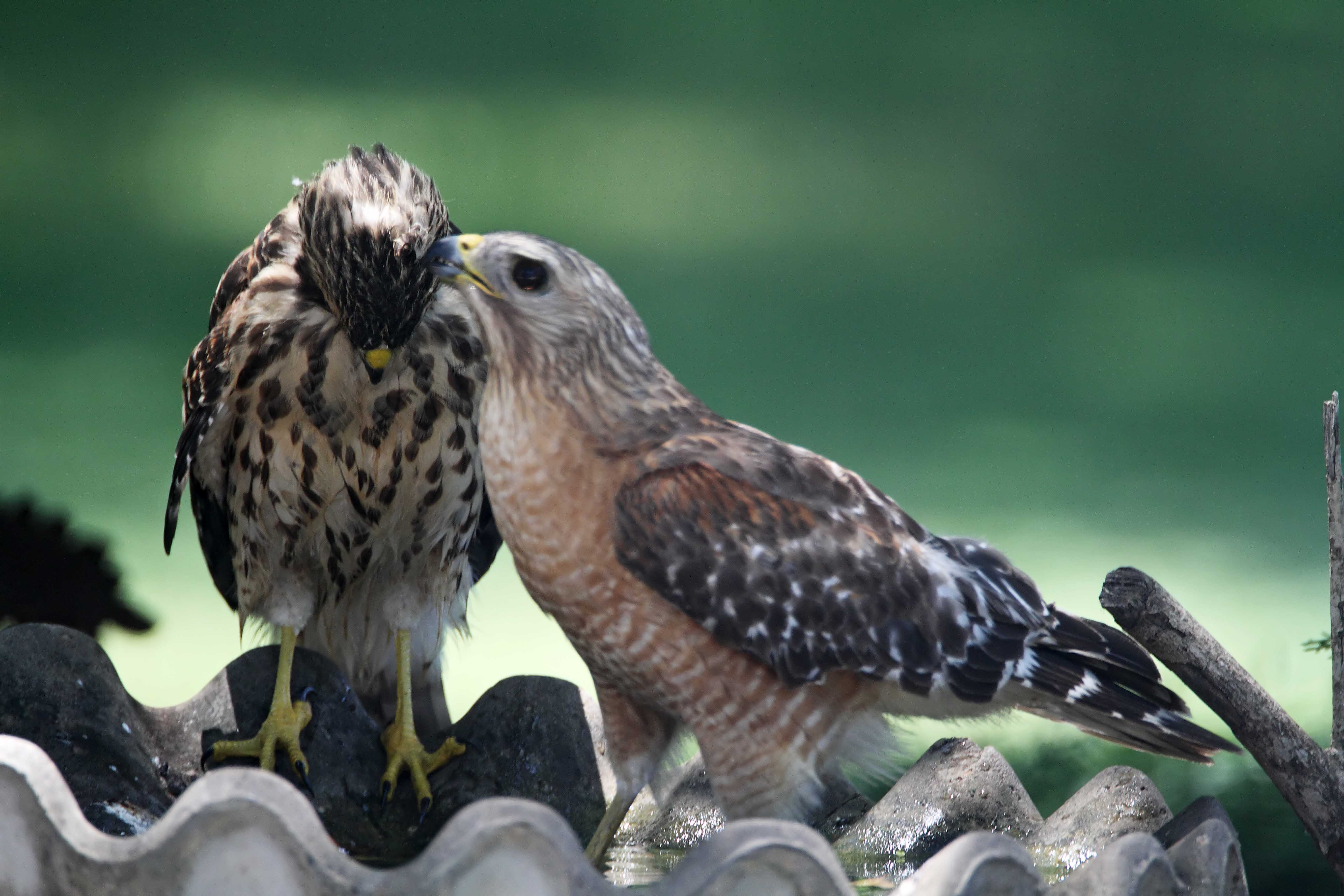 Red-shouldered Hawk - juvenile and adult_0101.jpg