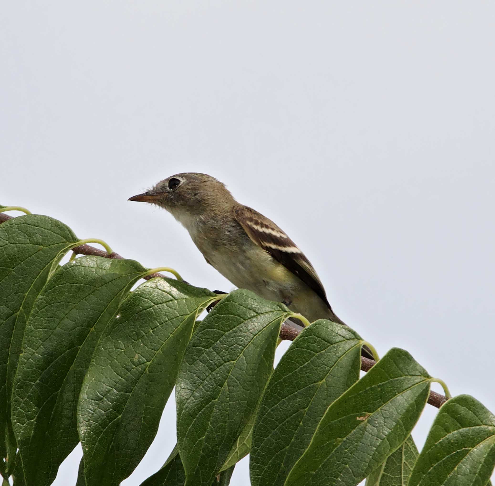 Least Flycatcher_2049.jpg
