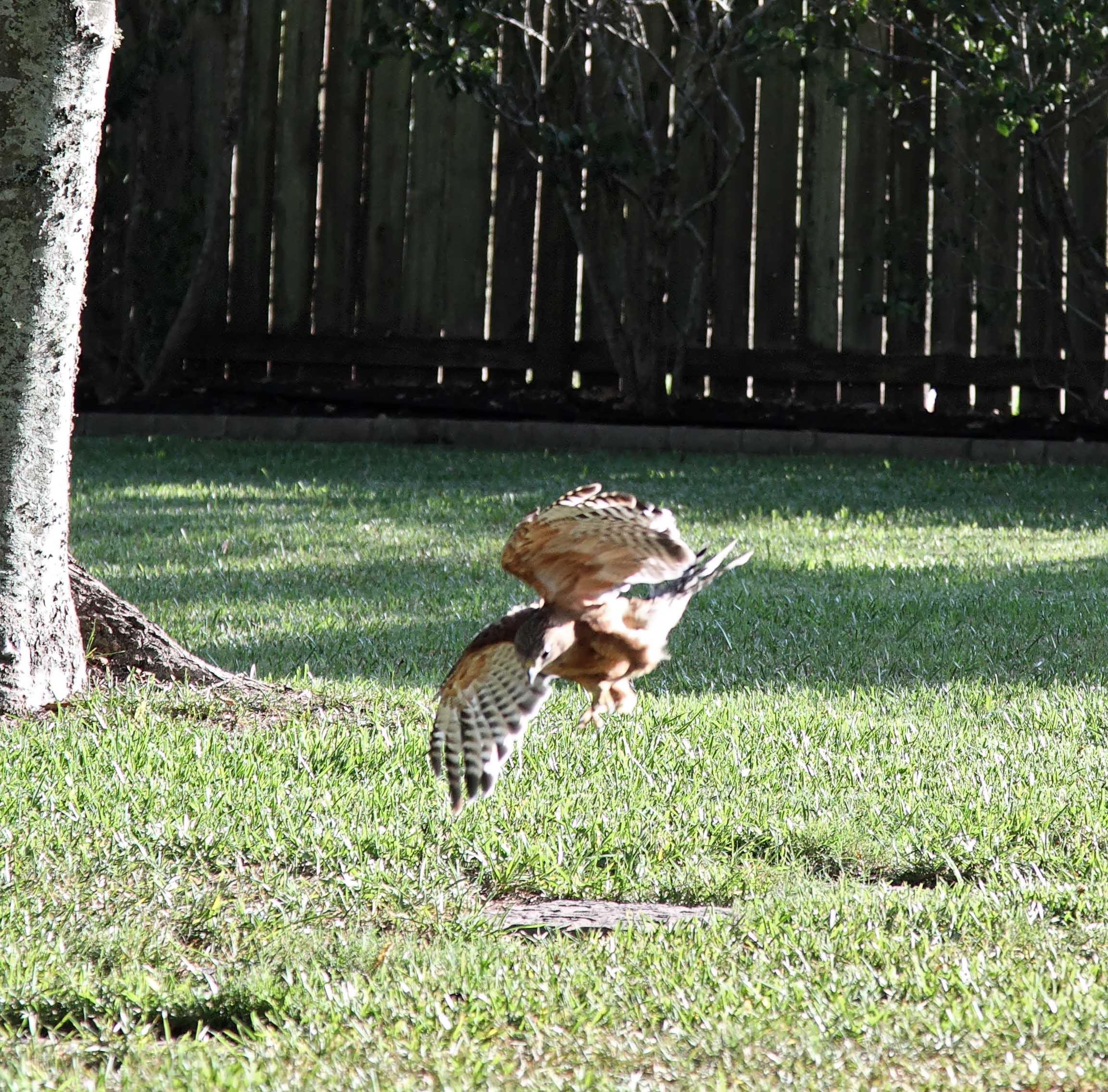 Red-shouldered Hawk_1562.jpg