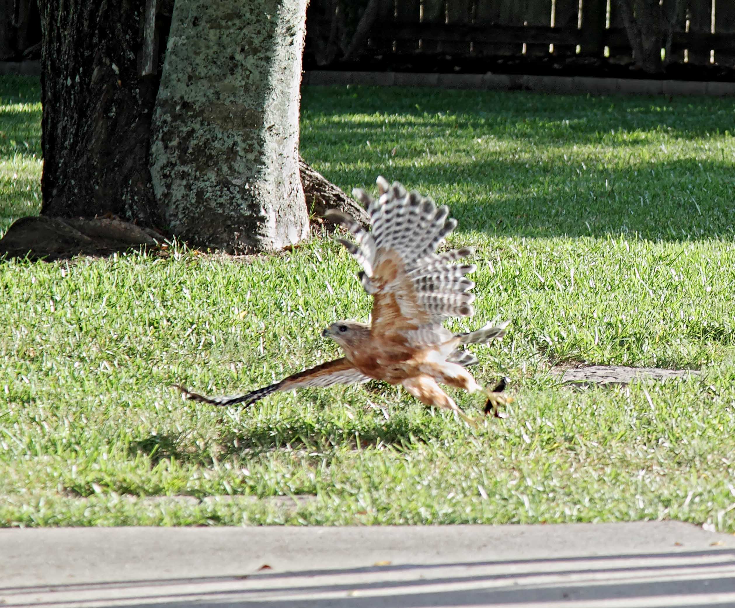 Red-shouldered Hawk_1563.jpg