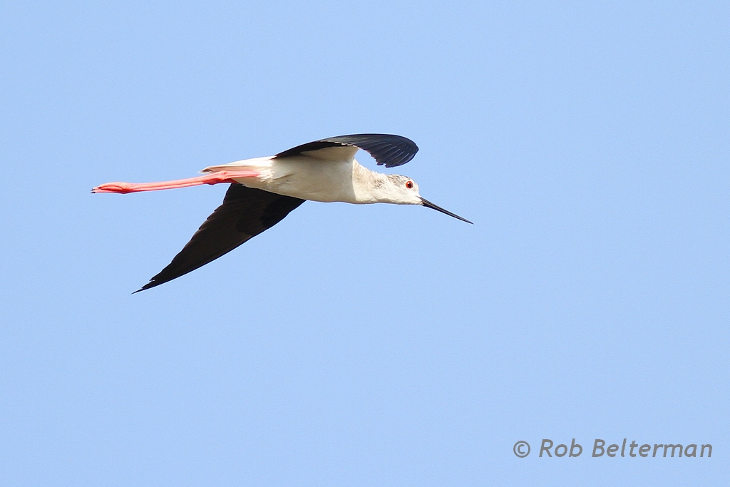 Steltkluut - Black-winged Stilt - Himantopus himantopus