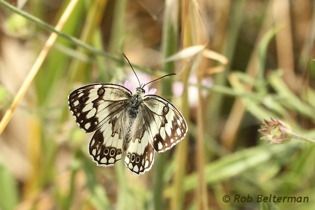 Lesbisch Dambordje - Melanargia larissa lesbina - Lesbian Marbled White