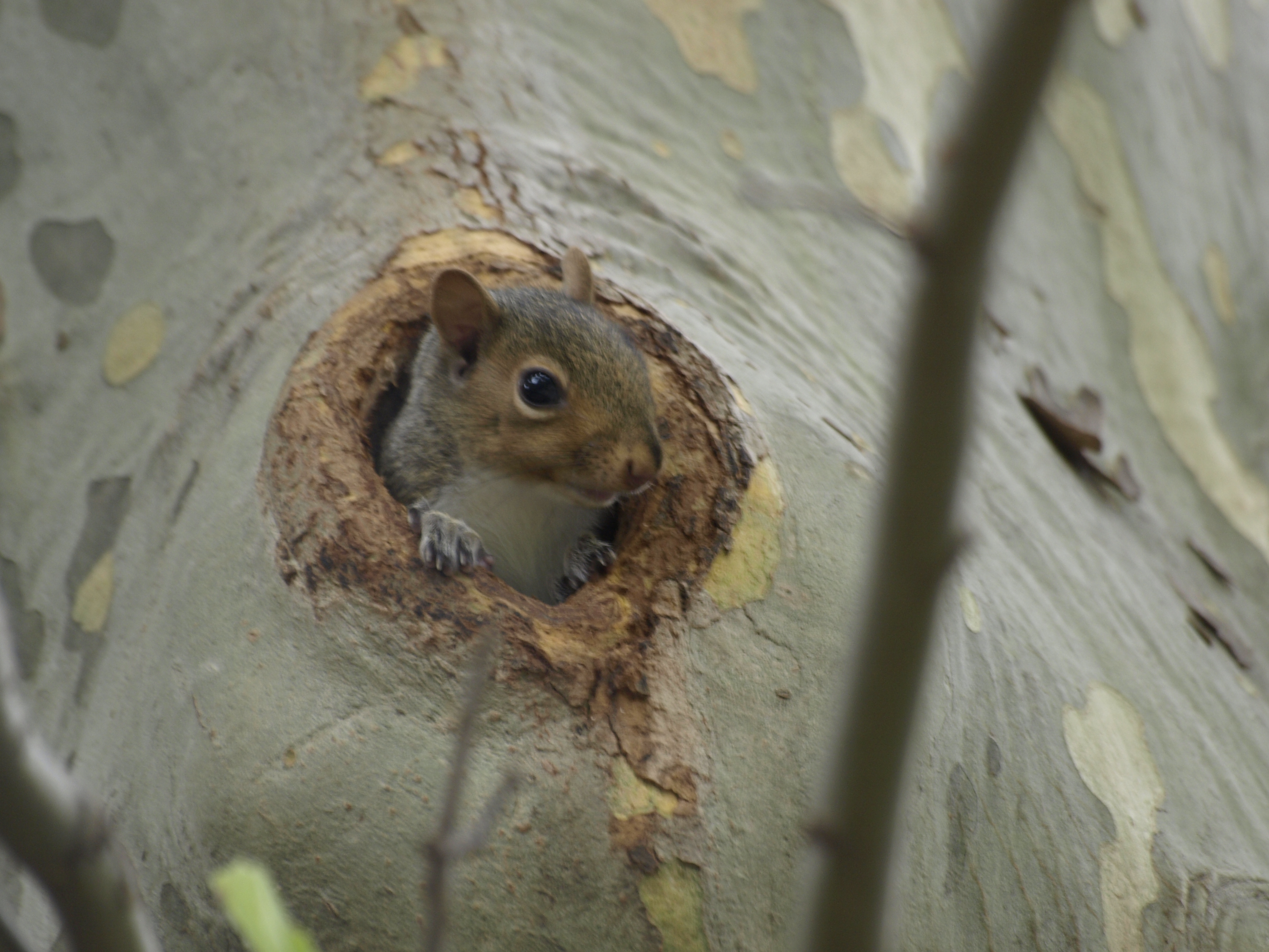 Stealth Tree Rodent