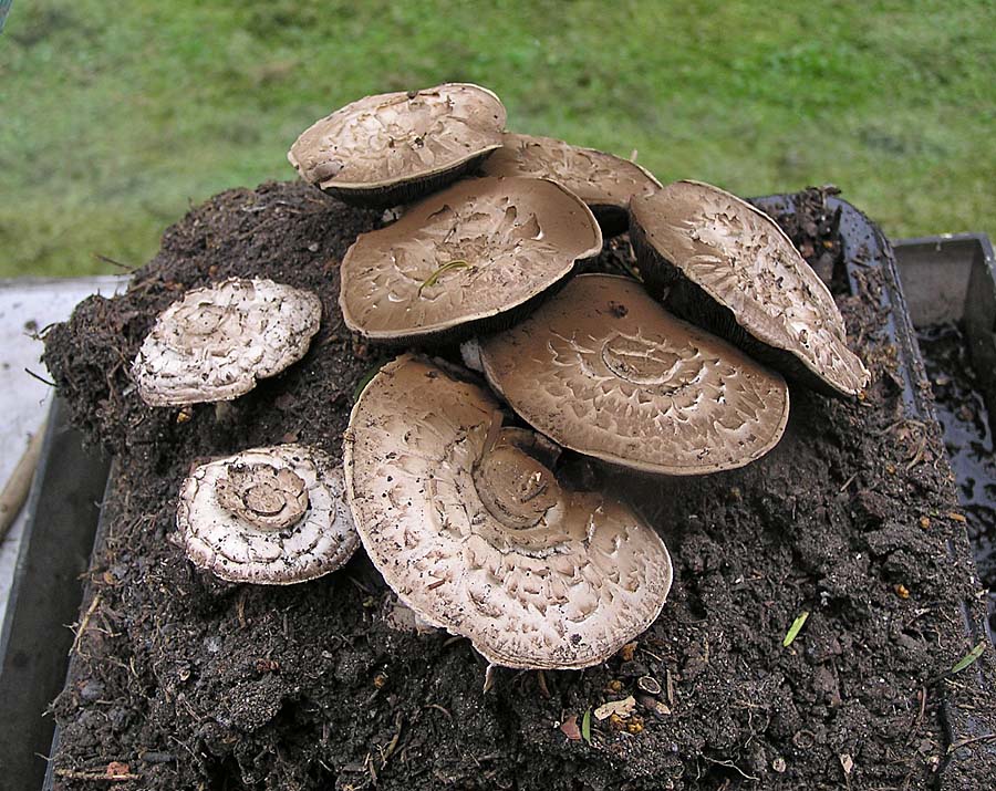 Agaricus bisporus Cultivated Mushroom TrentHouseGarden Compost 2005 AW