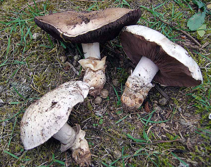 Agaricus bitorquis WalkeringhamNR HW Sep-05.