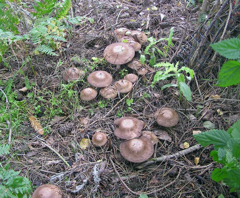 Agaricus sylvaticus Blushing Wood Mushroom CenterParcs 2005 AW