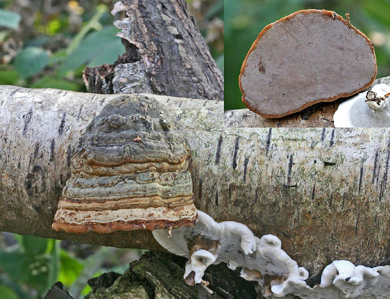 Fomes fomentarius Hoof fungus SellersWood 9-12-06 RR