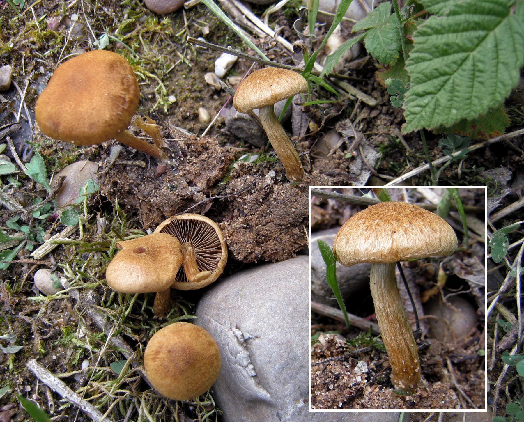 Inocybe dulcamara in sand with willows IdleValleyNR Jul-12 HW