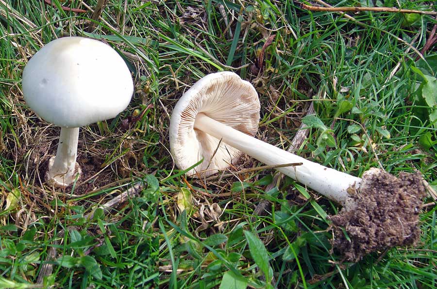 Volvariella gliocephala_Stubble Rosegill WakeringhamNR 09-05 HW