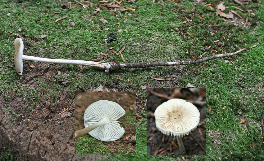 Xerula radicata Rooting Shank Broadleaf HannahParkWood Sep-07 RR