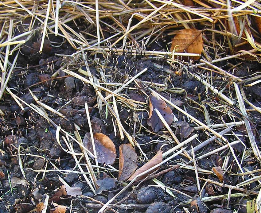 Xylaria carpophila Beechmast Candlesnuff TrentHouseGarden 2004 AW