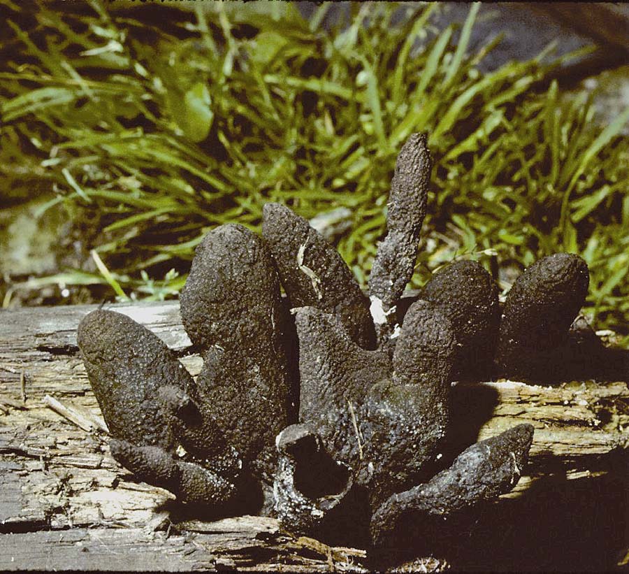 Xylaria polymorpha Dead Mans Fingers University 15-9-82 HF