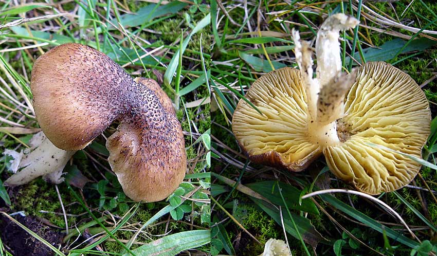 Tricholoma equestre Yellow Knight in grass with pines Scofton 12-05 HW