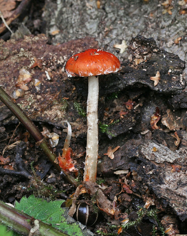 Stropharia aurantiaca Redlead Roundhead Clumber 09-08 RR