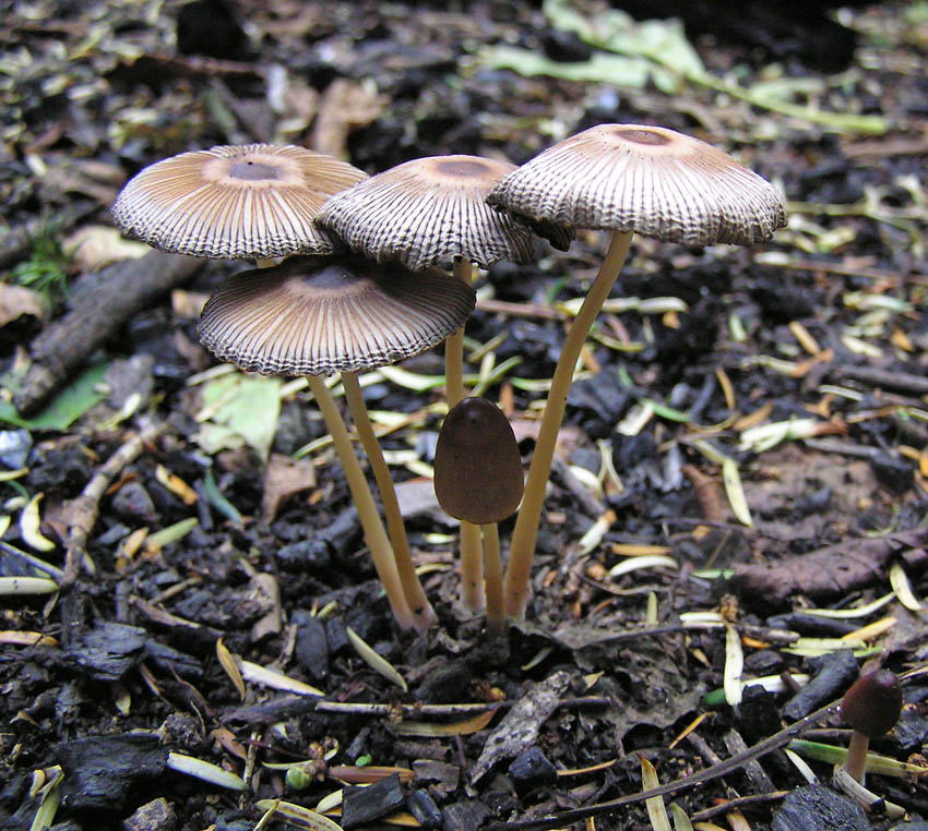 Coprinus auricomus TrentHouseGarden 08-05 AW