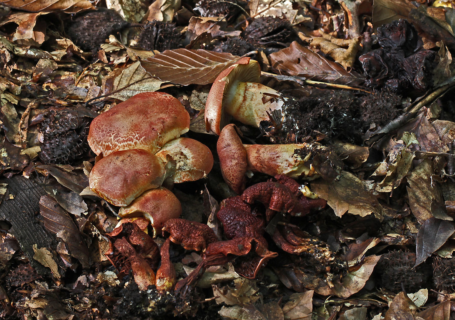 Cortinarius purpureus Worksop Sep-12