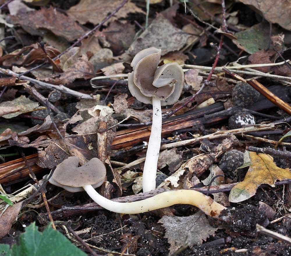 Helvella elastica Elastic Saddle SherwoodForest Oct-08 RR