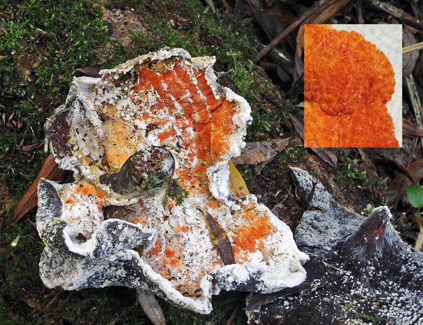 Hypomyces aurantius on decaying polypore AttenboroughNR 17-11-07 RR