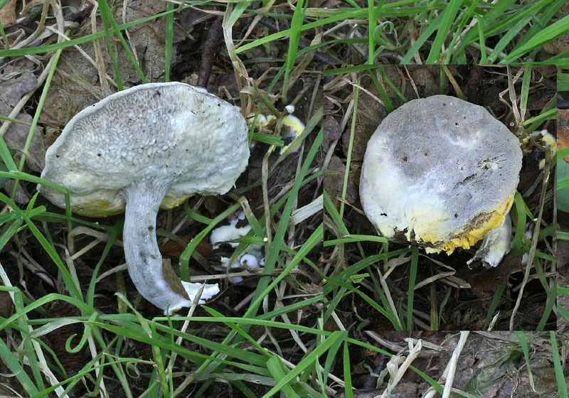 Hypomyces chrysospermus Bolete Mould SherwoodForest 26-8-07 RR