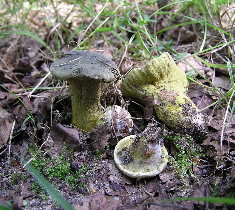 Hypomyces tulasneanus mould on Russula BestwoodCP 09-05 AW