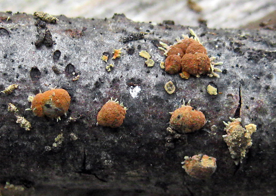 Hypoxylon howeanum and Geniculosporium stage willow Idle Valley NR HW