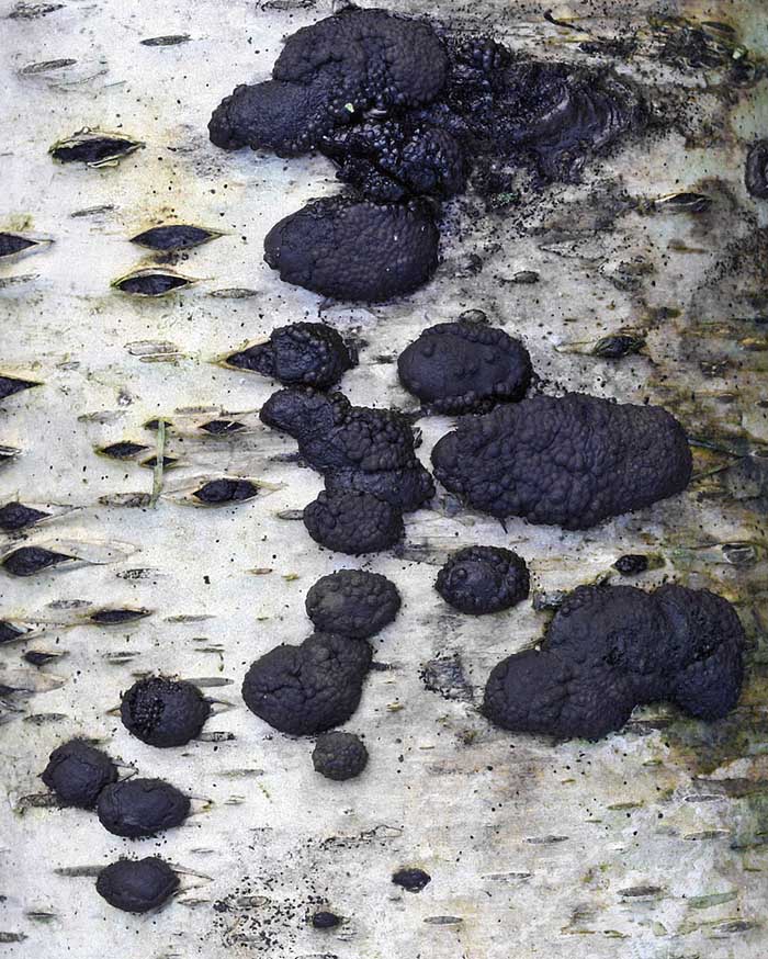 Hypoxylon multiforme Birch Woodwart AttenboroughNR RR