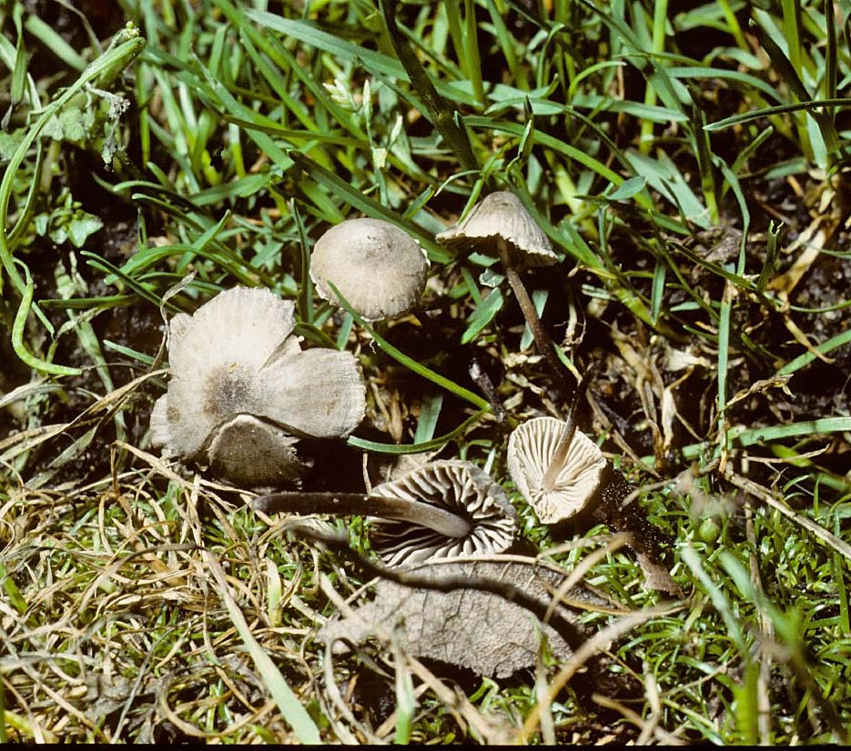 Mycena aetites Bonnet University 29-9-84 HF