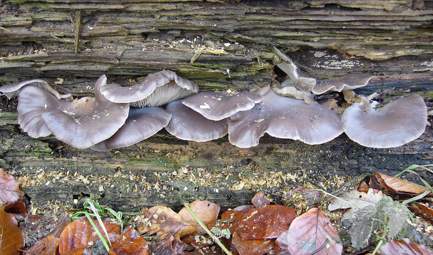 Pleurotus ostreatus Hodsock Jan-06 Howard Williams