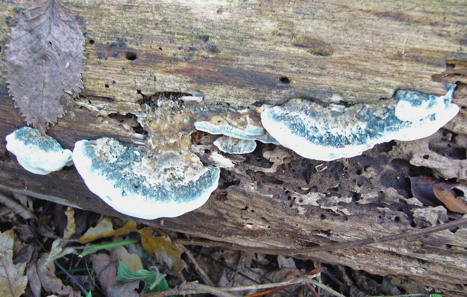 Postia subcaesia on br-leaf log CarltonWood Howard Williams
