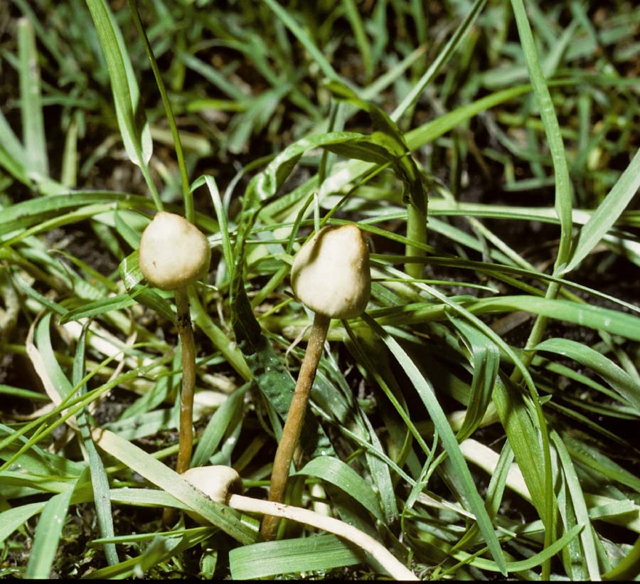 Psilocybe semilanceata Magic Mushroom University 2-10-84 HF