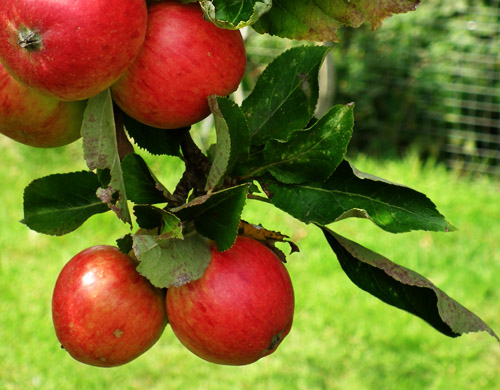  Apple crop
