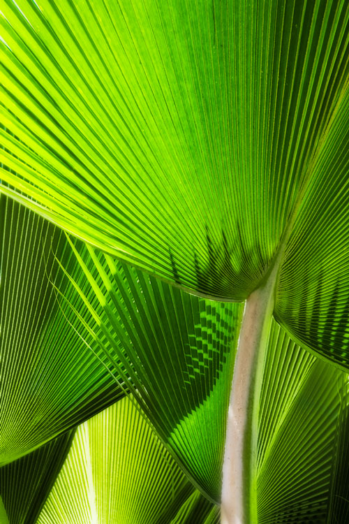 Palm tree reflections Hawaii